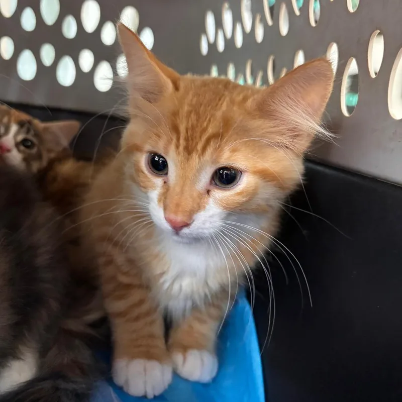 A baby small-sized male Orange / Red Domestic Short Hair cat named Potato for adoption in Fresno, CA
