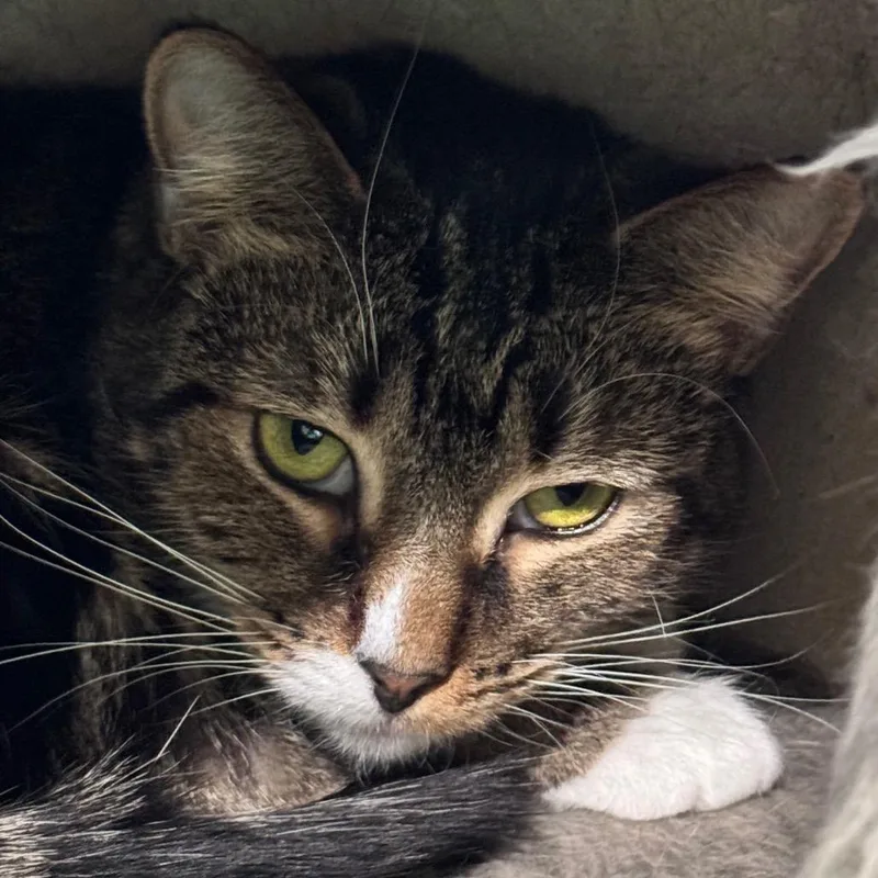 Momma Maisy thumbnail 2