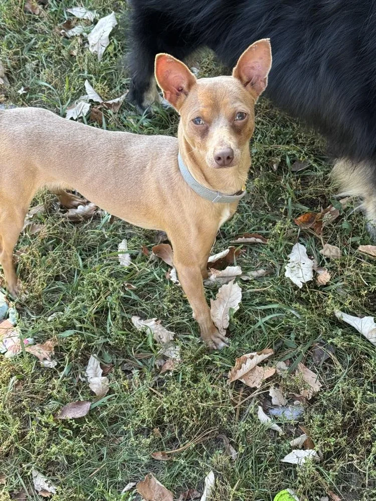A young small-sized male White / Cream Chihuahua dog named Churro for adoption in Lincoln Park, MI