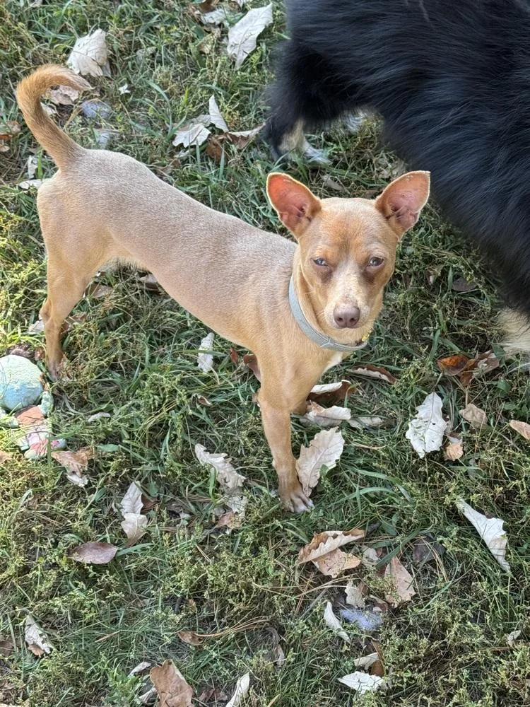 Churro thumbnail 2