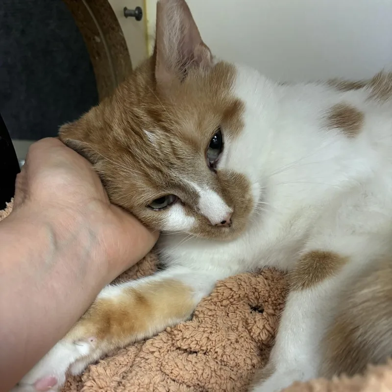 An adult medium-sized male Orange / Red Domestic Short Hair cat named Fredrick for adoption in Kennett Square, PA