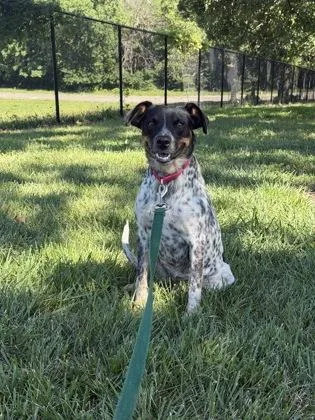 An adult medium-sized female Black Mixed Breed dog named Sopapilla for adoption in Kansas City, MO