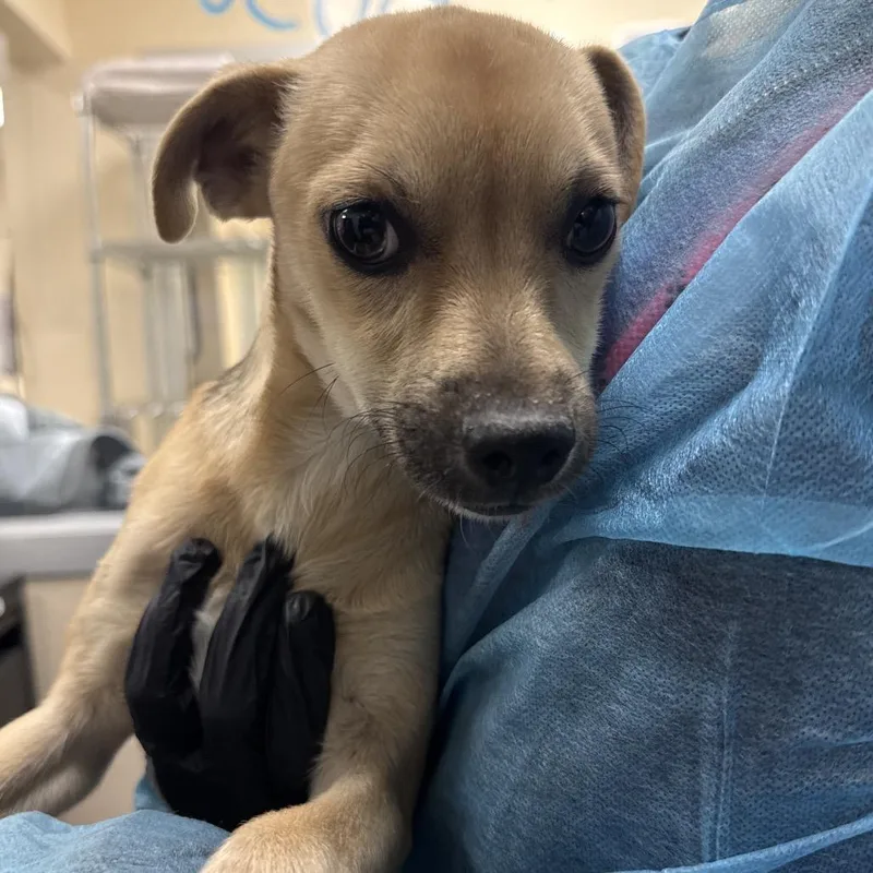 A young small-sized male Chihuahua dog named Summer for adoption in Reno, NV