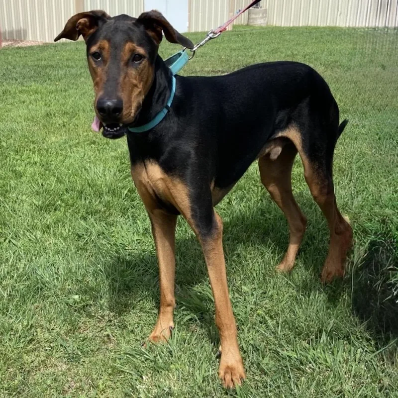 An adult large-sized male Doberman Pinscher dog named Peanut for adoption in Albuquerque, NM