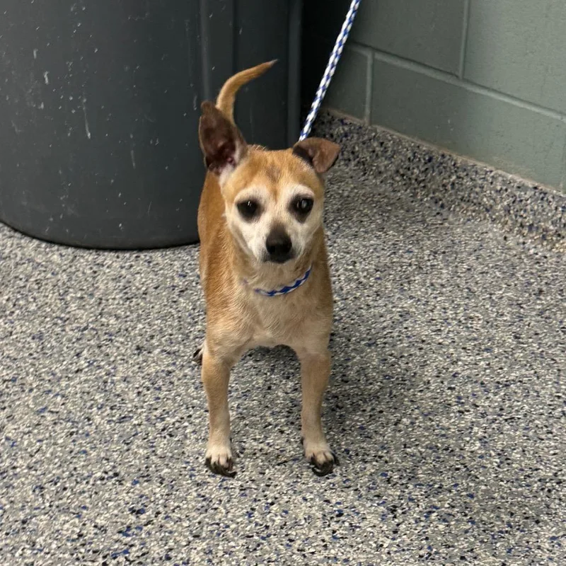 A senior small-sized male Yellow / Tan / Blond / Fawn Chihuahua dog named Chico for adoption in Greenville, SC