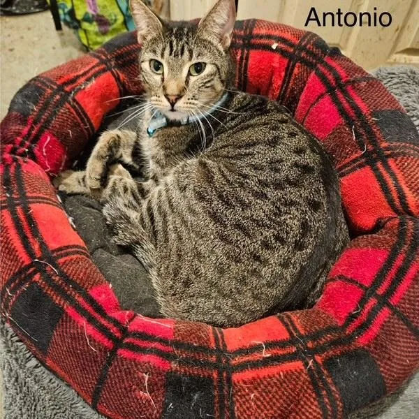 A young medium-sized male Tabby (Leopard / Spotted) Tabby cat named Antonio for adoption in Los Angeles, CA