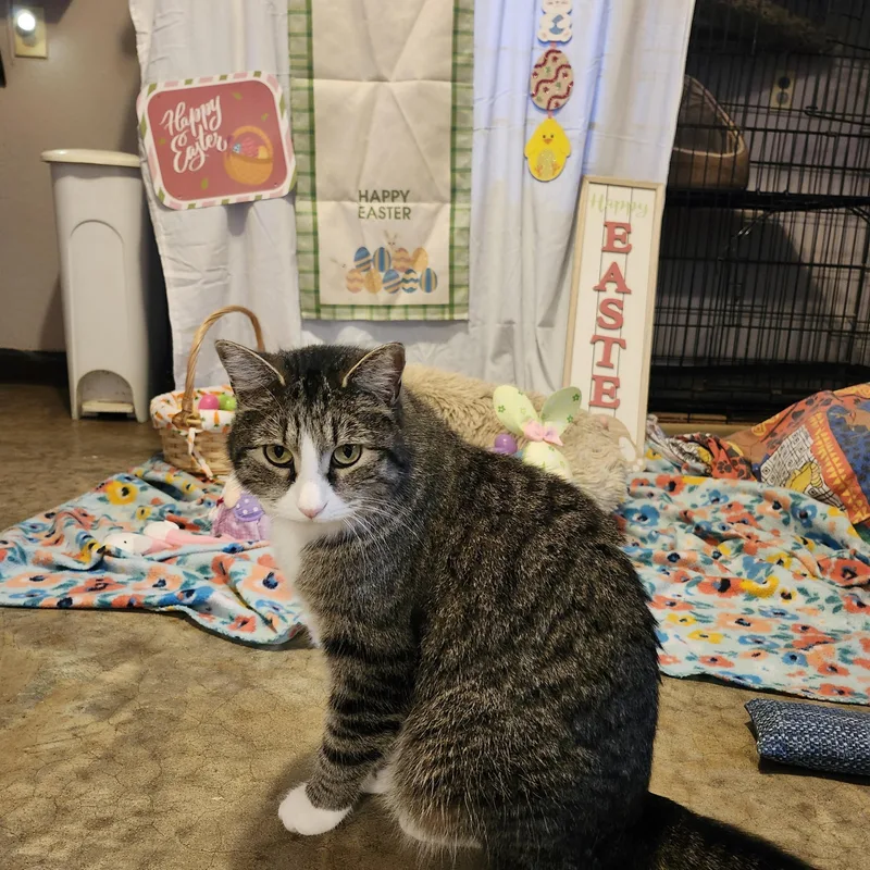 An adult medium-sized female Gray Tabby Domestic Medium Hair cat named Bubbles for adoption in Tahlequah, Oklahoma
