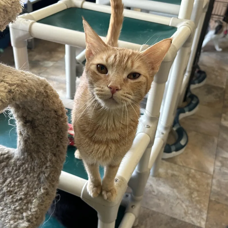 An adult medium-sized female Tabby (Orange / Red) Domestic Short Hair cat named Bella Sol for adoption in La Salle, IL