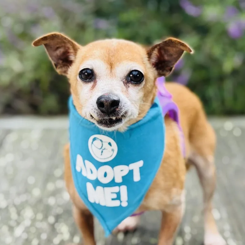 Beanie Baby thumbnail 2