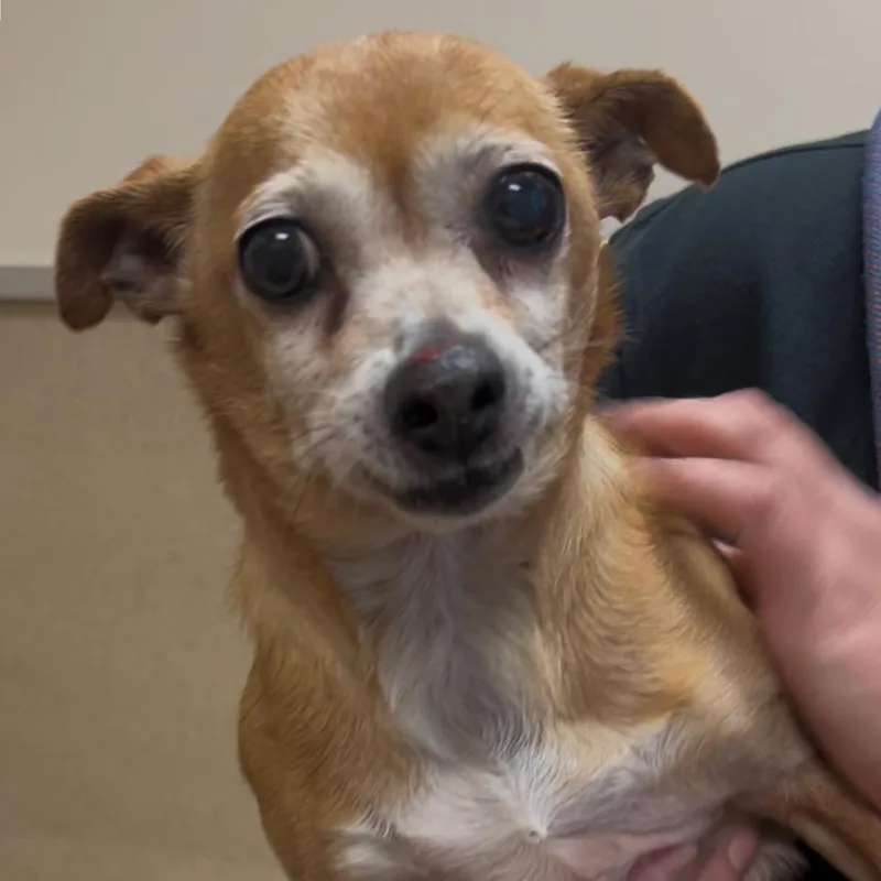 Beanie Baby thumbnail 3