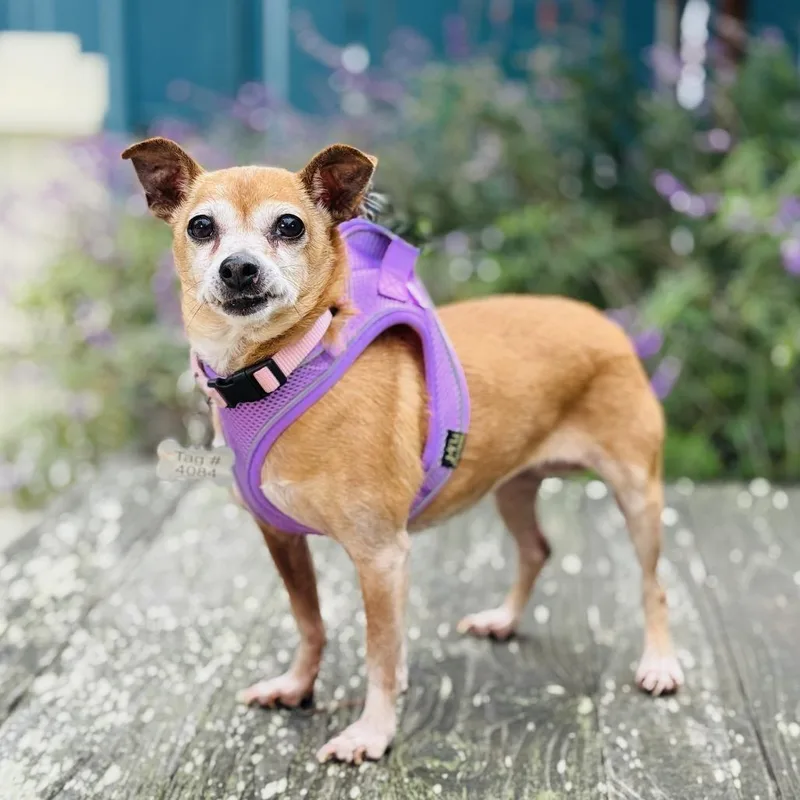 Beanie Baby thumbnail 5