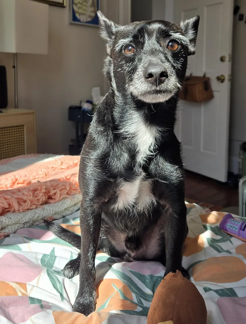 Deedrick thumbnail 4