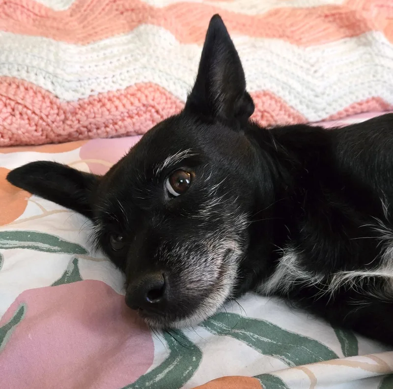 Deedrick thumbnail 5