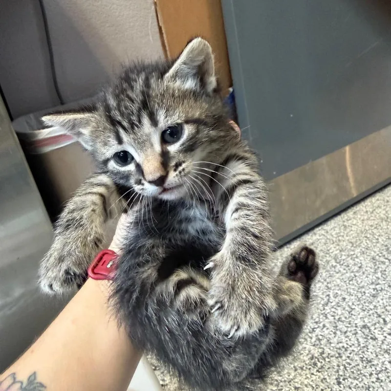 A baby small-sized female Brown / Chocolate Domestic Short Hair cat named Wendy for adoption in Port Charlotte, FL