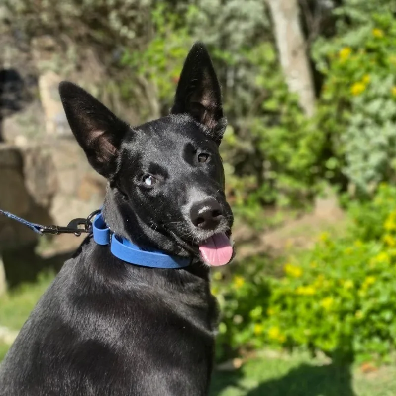 A baby medium-sized male Black German Shepherd Dog named Wildfire AG for adoption in Austin, TX