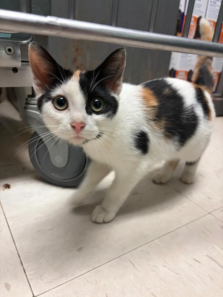 A baby medium-sized female Domestic Short Hair cat named Christina Aguilera for adoption in Morgantown, KY