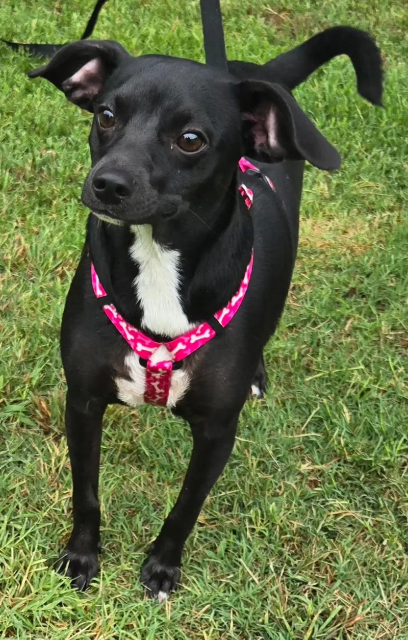 A young small-sized female Chihuahua dog named Pookie for adoption in Milwaukee, WI