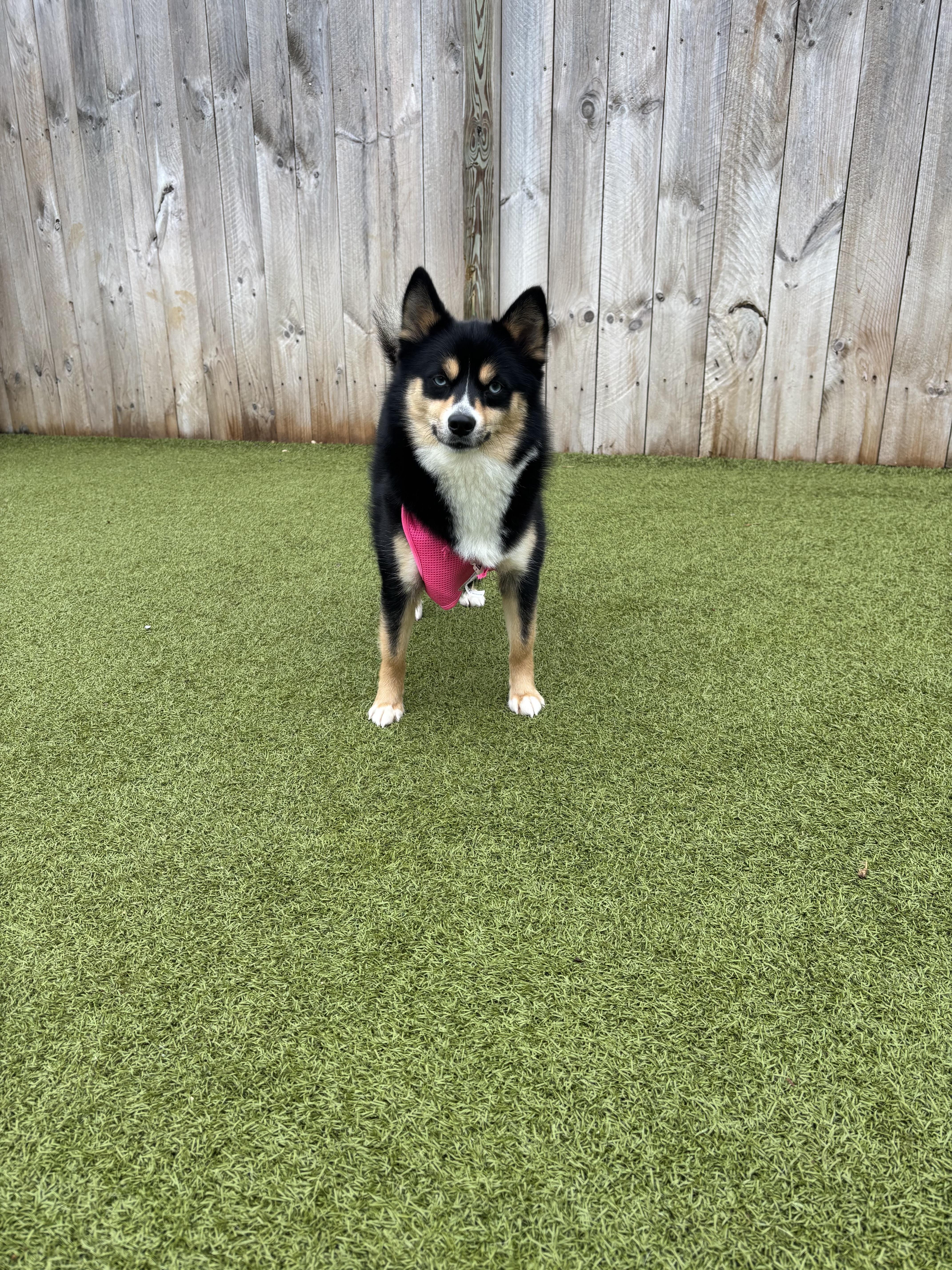 A young medium-sized female Tricolor (Brown, Black, & White) Pomsky dog named Clover for adoption in Vernon Hills, IL