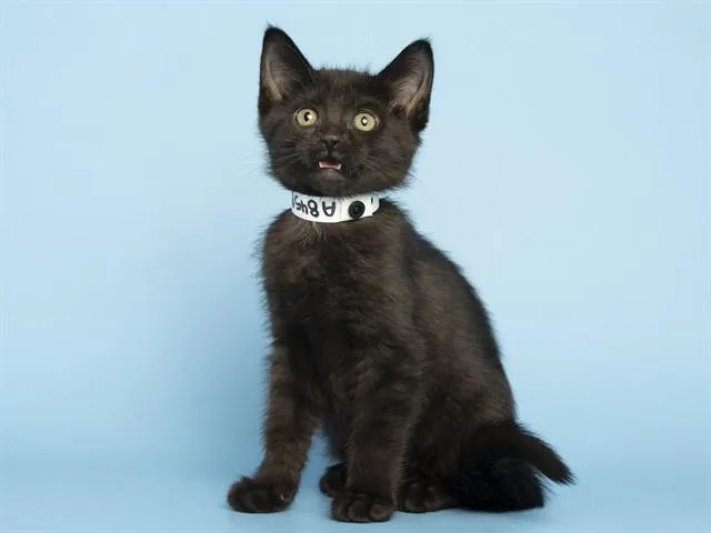 A baby small-sized female Domestic Medium Hair cat named Cuddle Bug for adoption in Phoenix, AZ
