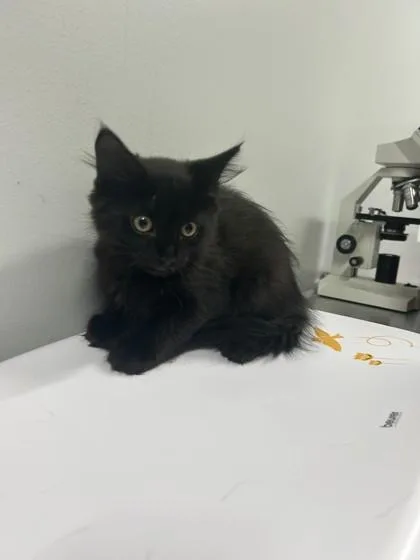 A baby small-sized male Black Domestic Medium Hair cat named Blake At Petsmart In for adoption in Bishop, GA