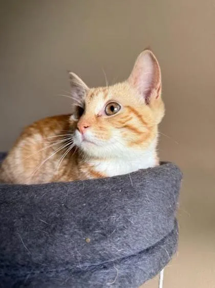 An adult small-sized male Domestic Short Hair cat named Orangejello for adoption in Berwick, PA