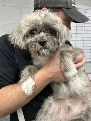 A baby small-sized male Shih Tzu dog named Broccolini for adoption in West Chester, PA