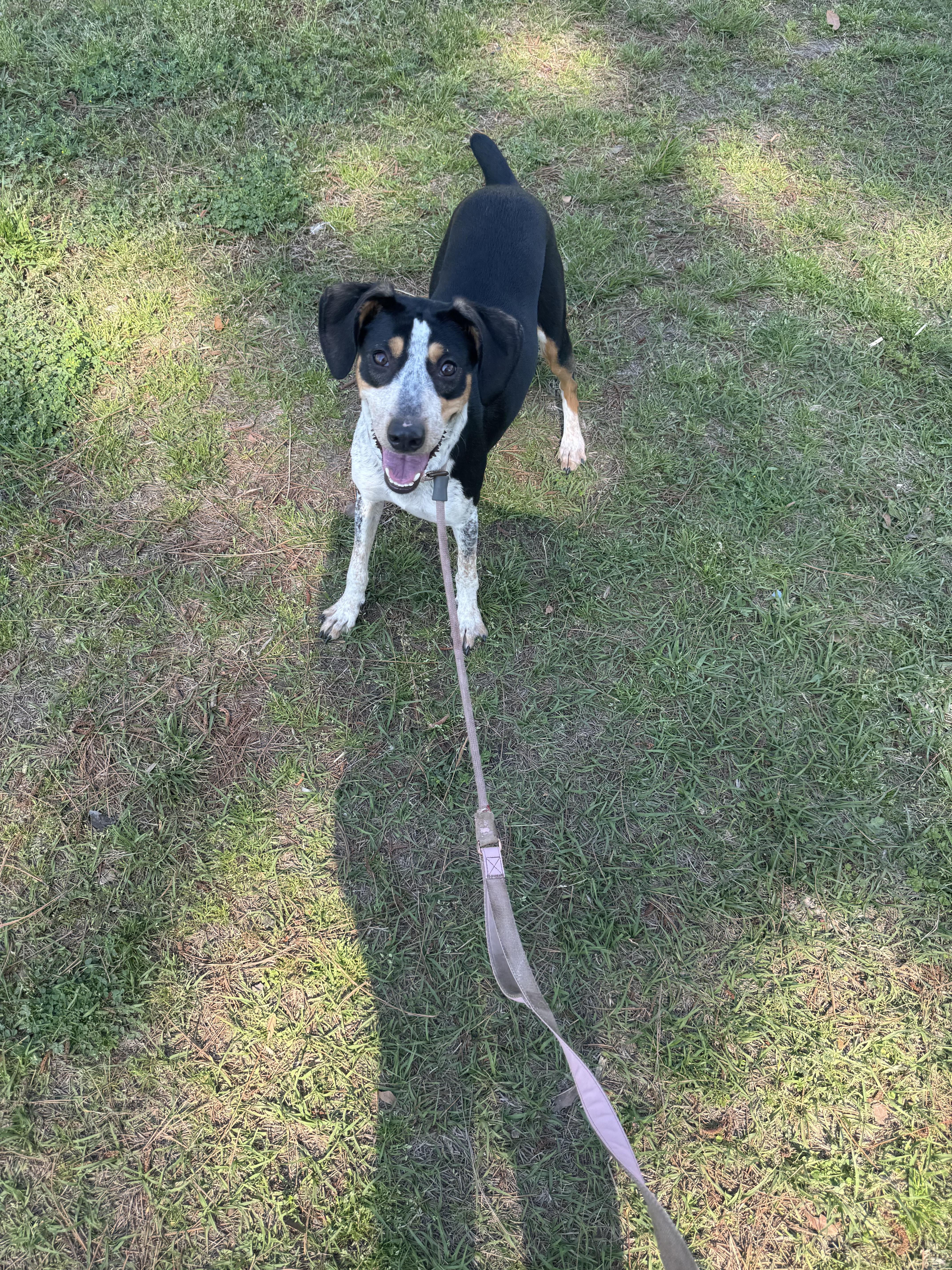 A young medium-sized female Mixed Breed dog named Dottie for adoption in Myrtle Beach, SC