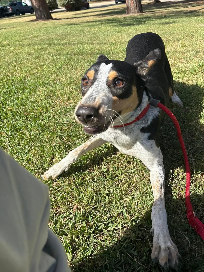 Dottie thumbnail 4