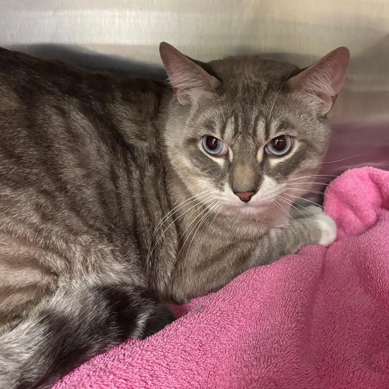 An adult extra large-sized male Gray / Blue / Silver Domestic Short Hair cat named Maurice for adoption in Ottawa, KS