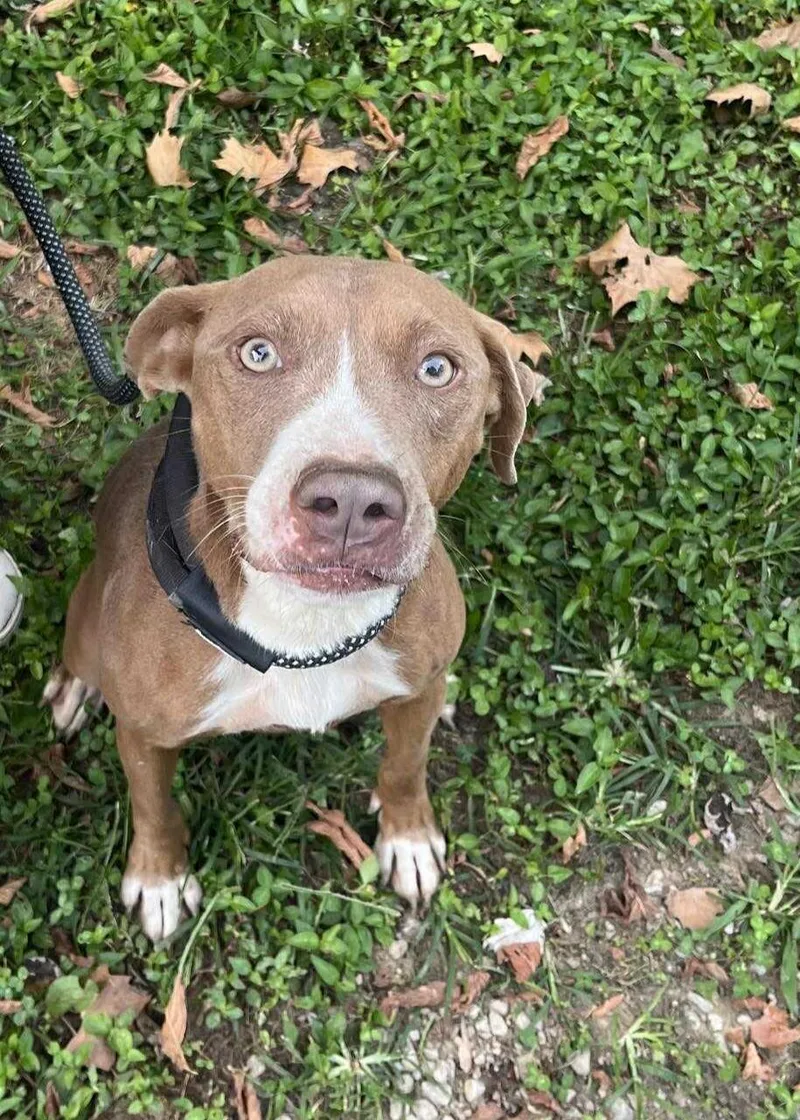 An adult medium-sized female Pit Bull Terrier dog named Valerie for adoption in Trinity, NC