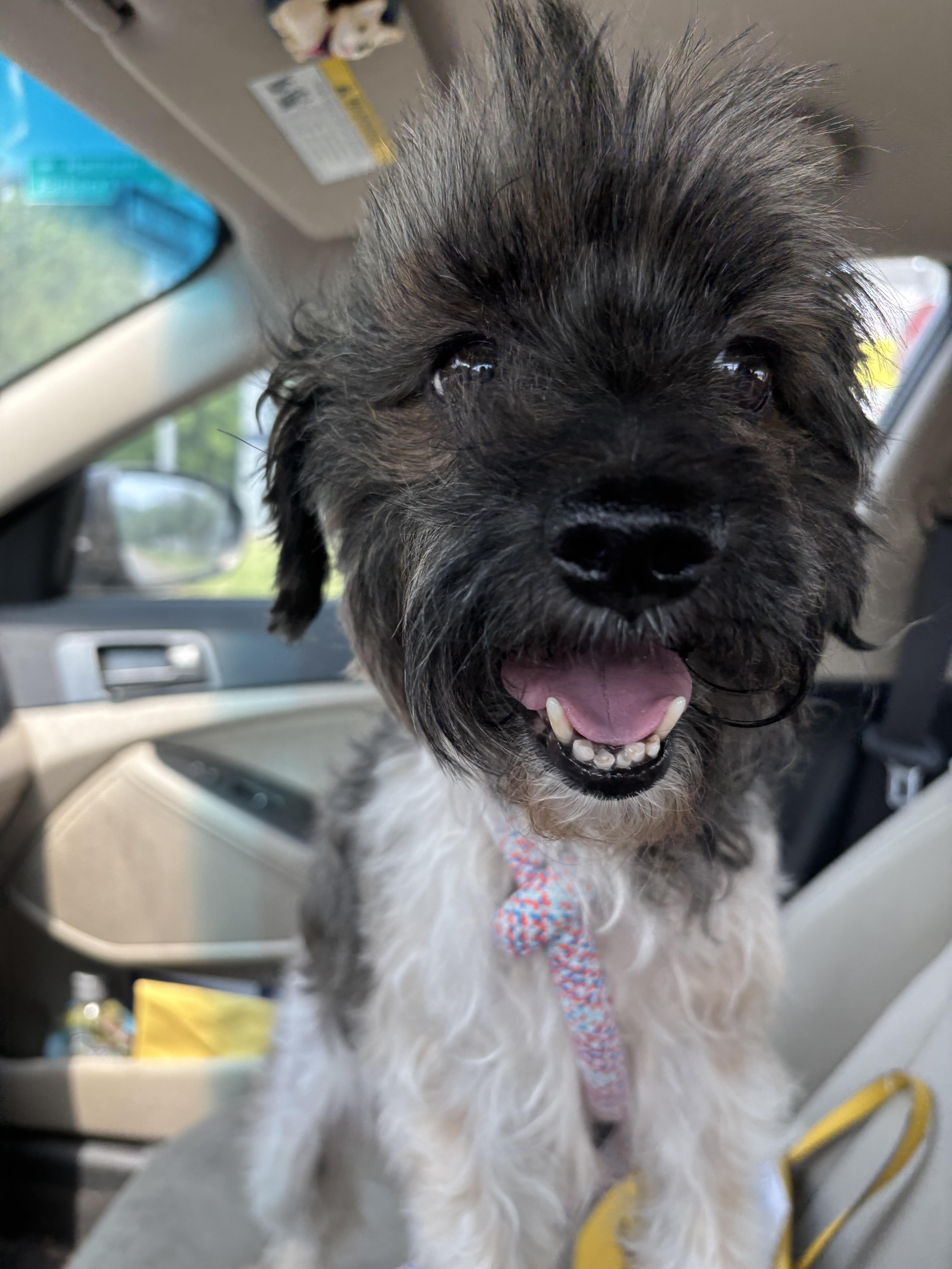 An adult small-sized female Tricolor (Brown, Black, & White) Yorkie Poo dog named Bella for adoption in Belington, WV