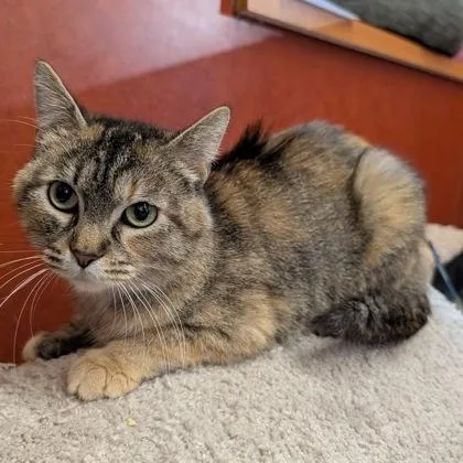 An adult medium-sized female Tabby (Brown / Chocolate) Domestic Short Hair cat named Maki for adoption in Rochester, MN