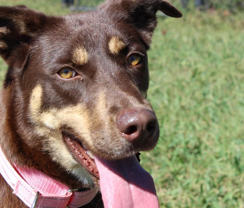 A young medium-sized female Brown / Chocolate Shepherd dog named Luna for adoption in Lebanon, TN