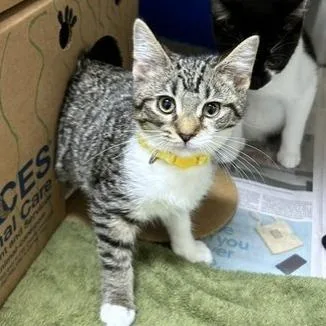 A baby small-sized female Brown / Chocolate Domestic Short Hair cat named Divot for adoption in Novelty, OH