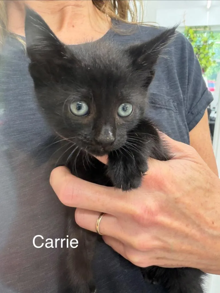 A baby small-sized female Domestic Short Hair cat named Carrie for adoption in Glenfield, NY
