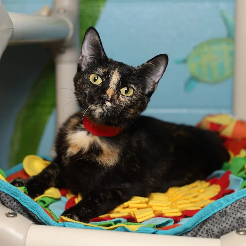 A young medium-sized female Tortoiseshell Domestic Short Hair cat named Monarch for adoption in Pasadena , MD