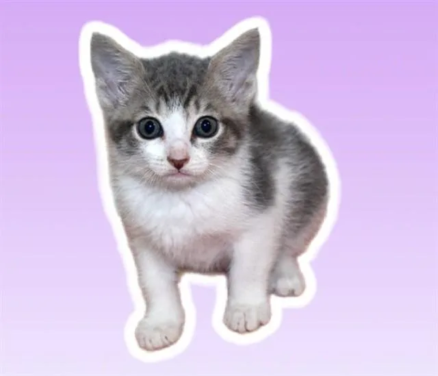 A baby small-sized female Domestic Short Hair cat named Lillian for adoption in Sarasota, FL