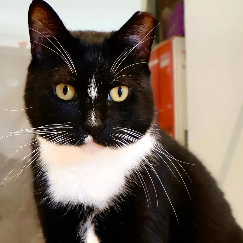 An adult large-sized male Black & White / Tuxedo Tuxedo cat named Bobbie for adoption in San Carlos, CA