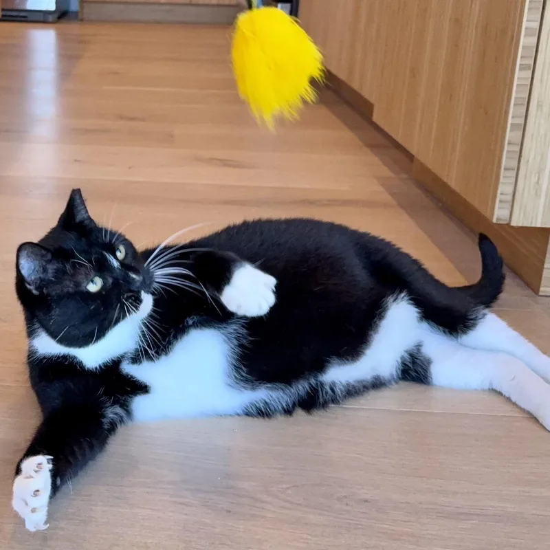 Bobbie thumbnail 3