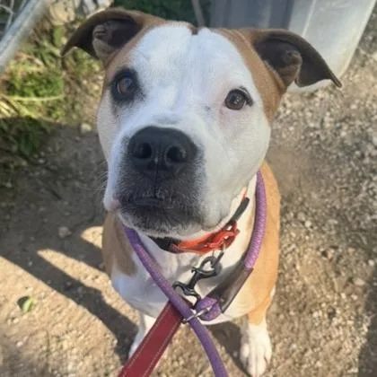 A senior medium-sized female White / Cream Mixed Breed dog named Whiskey for adoption in Indianapolis, IN