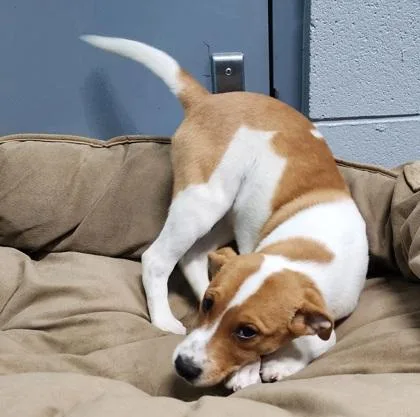 Mozzarella thumbnail 2