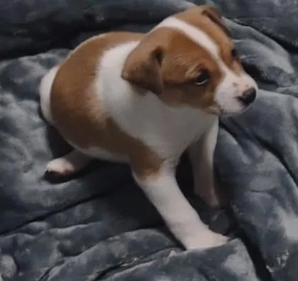 Mozzarella thumbnail 3