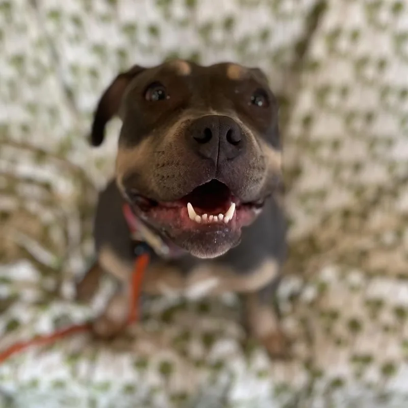 Tuna Fishcakes thumbnail 2