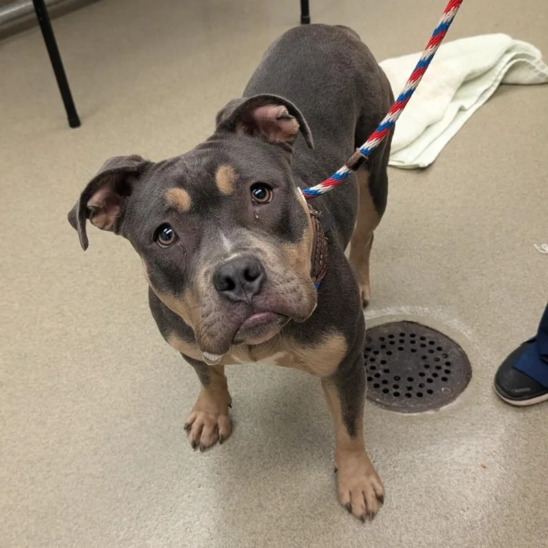 Tuna Fishcakes thumbnail 4