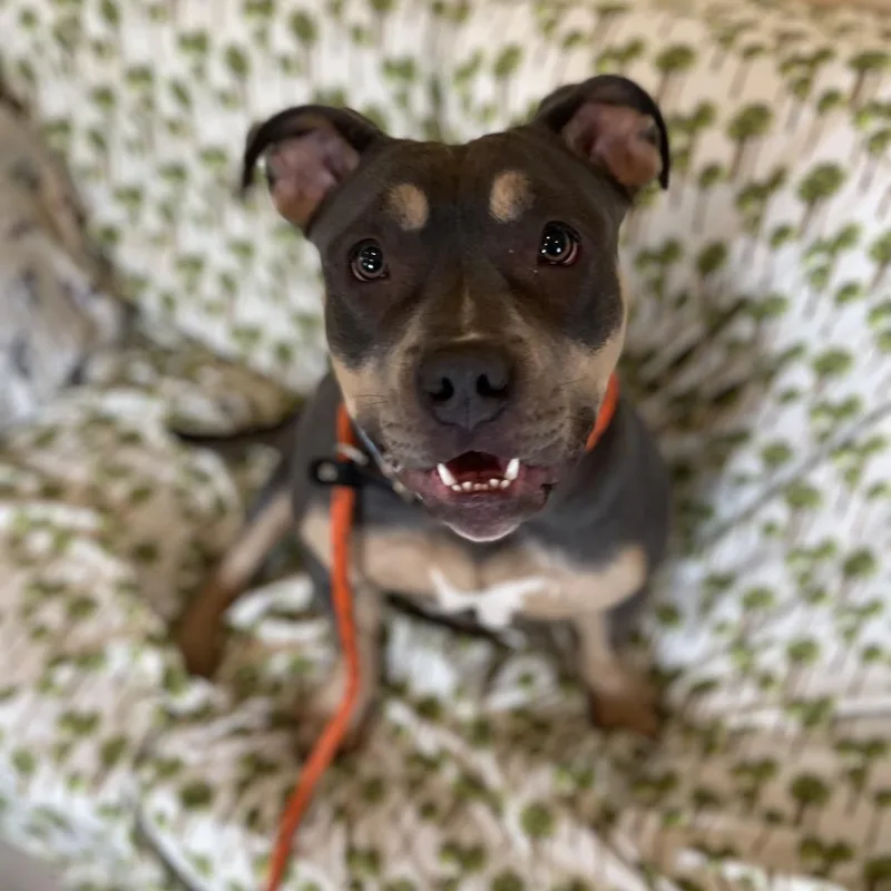 Tuna Fishcakes thumbnail 6