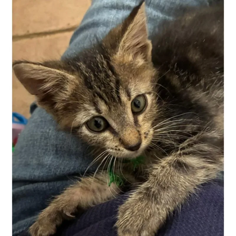 A baby small-sized male Brown / Chocolate Domestic Short Hair cat named Flycatcher for adoption in Austin, TX