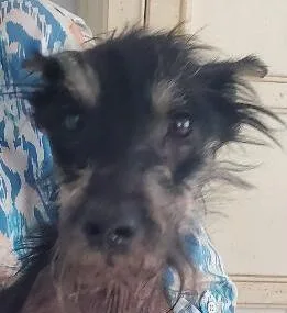 Albus thumbnail 3