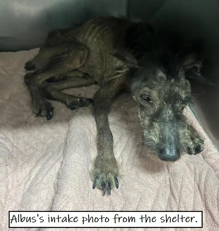 Albus thumbnail 4
