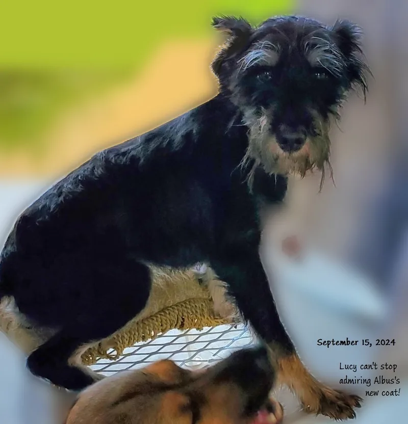 An adult small-sized male Schnauzer dog named Albus for adoption in North Fort Myers, FL