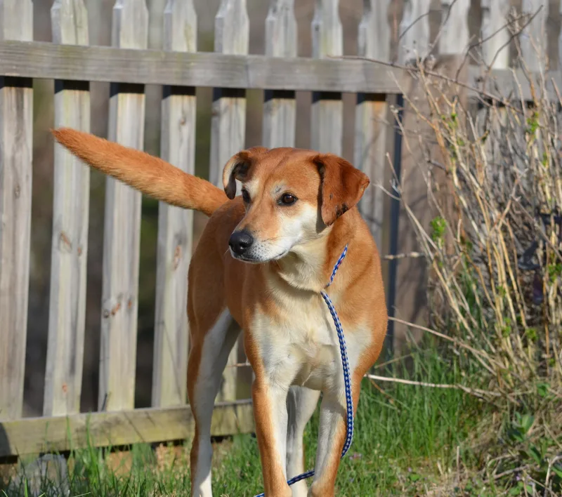 An adult small-sized female Golden Mixed Breed dog named Plain Jane for adoption in Amissville, VA